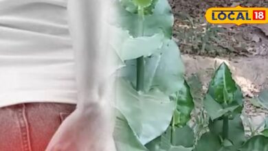 7 दिन में पाइल्स से मुक्ति! इस पत्ते का सेवन करेगा कमाल, एक्सपर्ट ने बताया सरल और प्रभावी नुस्खा