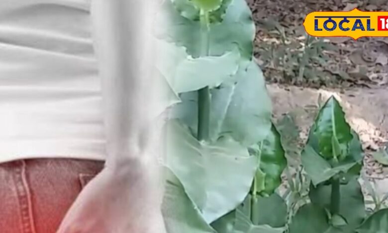 7 दिन में पाइल्स से मुक्ति! इस पत्ते का सेवन करेगा कमाल, एक्सपर्ट ने बताया सरल और प्रभावी नुस्खा