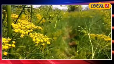 Agriculture News: कम लागत में ज्यादा मुनाफा! किसानों के लिए वरदान बनी सिंधी सुवा, जानें कैसे करें खेती