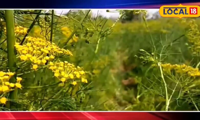 Agriculture News: कम लागत में ज्यादा मुनाफा! किसानों के लिए वरदान बनी सिंधी सुवा, जानें कैसे करें खेती