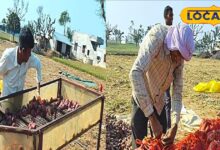 Agriculture News : किसानों और व्यापारियों के लिए खुशखबरी! फल-सब्जी यूनिट पर मिलेगी 50% सब्सिडी