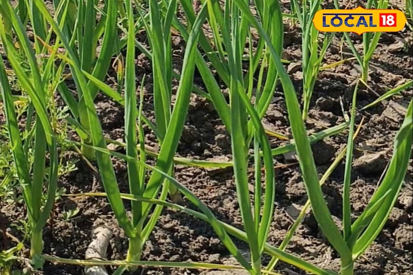 लहसुन की खेती 