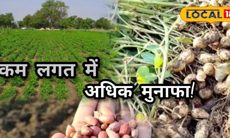 Agriculture Tips : नवंबर में शुरू करें यह फसल, मार्च तक जेब भर जाएगी नोटों से... ये है खेती का गेमचेंजर तरीका!