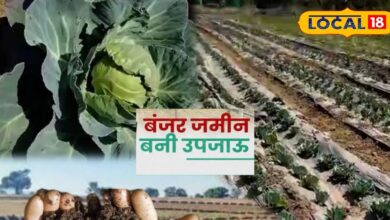 Agriculture story: बंजर भूमि को कैसे बनाएं उपजाऊ, जानें देसी जुगाड़, कमाएंगे लाखों रुपये
