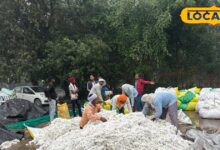 Alwar News:Alwar News: सरकार को सबसे ज्यादा टैक्स देने वाली खैरथल कृषि उपज मंडी में टीन शेड की कमी से किसानों की फसल खराब