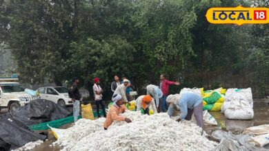 Alwar News:Alwar News: सरकार को सबसे ज्यादा टैक्स देने वाली खैरथल कृषि उपज मंडी में टीन शेड की कमी से किसानों की फसल खराब