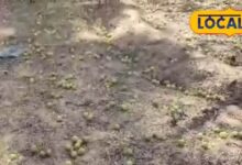 Amla Farmers Facing Price Crash in Dausa