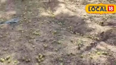 Amla Farmers Facing Price Crash in Dausa