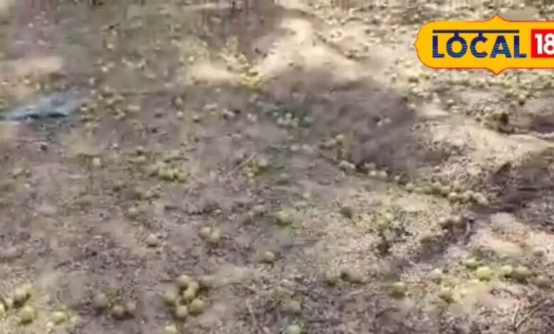 Amla Farmers Facing Price Crash in Dausa