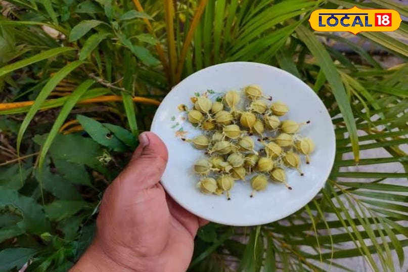 आंवले का बीज 