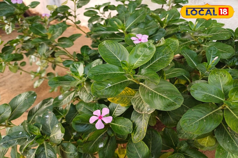 आयुर्वेद का छिपा खजाना: मंदिरों में दिखने वाला ये फूल करता है शुगर और ब्लड प्रेशर कंट्रोल