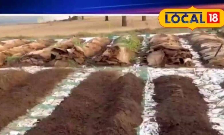 Benefits and Identification of Real Vermi Compost