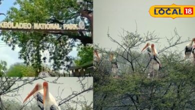 Bharatpur Keoladeo National Park | Migratory Birds in India | Siberian Birds in Bharatpur | Wildlife Tourism 2025 | Bird Sanctuary Rajasthan | Nature Travel | Eco Tourism India