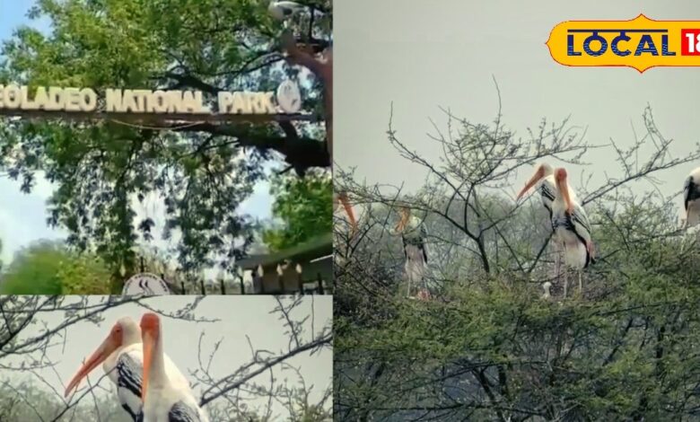 Bharatpur Keoladeo National Park | Migratory Birds in India | Siberian Birds in Bharatpur | Wildlife Tourism 2025 | Bird Sanctuary Rajasthan | Nature Travel | Eco Tourism India