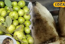 Bhuna Amrood Benefits, Roasted Guava Health Tips, Liver Detox Foods, Winter Superfood Amrood, Amrood Khane Ke Fayde, Bhuna Amrood Ayurveda Benefits