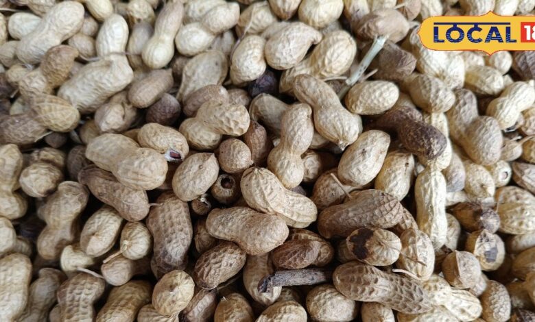 Bikaner Peanuts Demand Worldwide