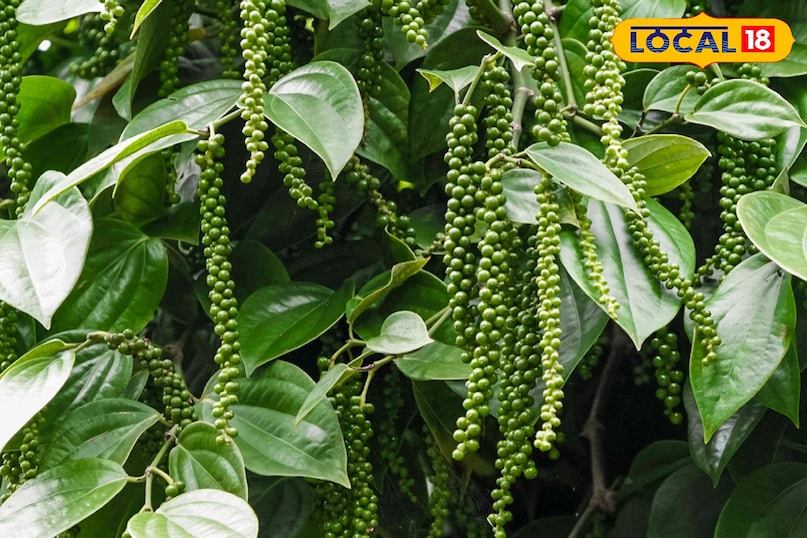 काली मिर्च सिर्फ एक मसाला नहीं बल्कि एक औषधीय गुणों से भरपूर पदार्थ है। इसे ब्लैक गोल्ड भी कहा जाता है काली मिर्च में एंटी-बैक्टीरियल और एंटी-ऑक्सीडेंट गुण पाए जाते हैं जो सर्दी-जुकाम, खांसी और संक्रमण से बचाव करती है। घर की बालकनी में काली मिर्च का पौधा उगाना एक बहुत ही अच्छा अनुभव हो सकता है। यहाँ 5 आसान तरीके दिए गए हैं जिनसे आप सफलता पा सकते हैं