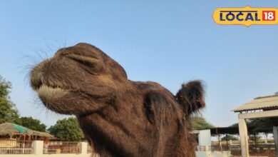 Camel Breed | Desert Camel | Load Carrying Animal | Rajasthan Camel | Thar Desert