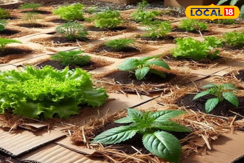 अगर आप बगीचे में खरपतवार निकालते-निकालते थक गए हैं तो कार्डबोर्ड आपकी मदद कर सकता है। यह तरीका आसान, सस्ता और बहुत कारगर है। खरपतवार पर कंट्रोल करता है यह खरपतवारों को ऊपर आने से रोकता है और धीरे-धीरे उन्हें ख़त्म कर देता है