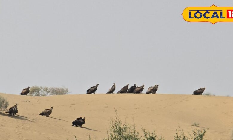 Chills in Siberia, splendor in Jaisalmer! Migratory birds choose the desert as their retreat, and with the arrival of winter, Jaisalmer becomes a winter vacation spot.