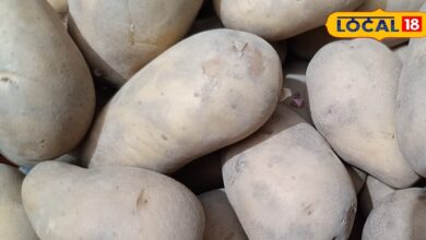 Dholpur Potato High Demand in Chips Companies