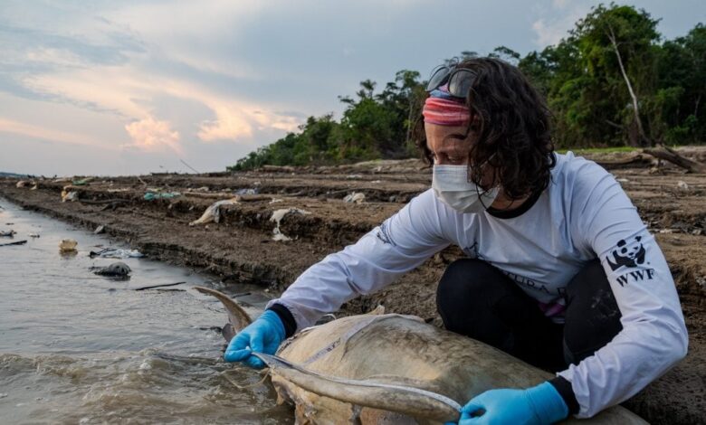 Dolphins Boiled Alive In Hot Water Of Amazon Lake Tefe Climate Change Tragedy Trailer Of Future | ‘उबलते पानी में जिंदा पक गईं डॉल्फिन’ अमेजन की झील बनी मौत का तंदूर, वैज्ञानिकों ने कहा- भविष्य का ट्रेलर है