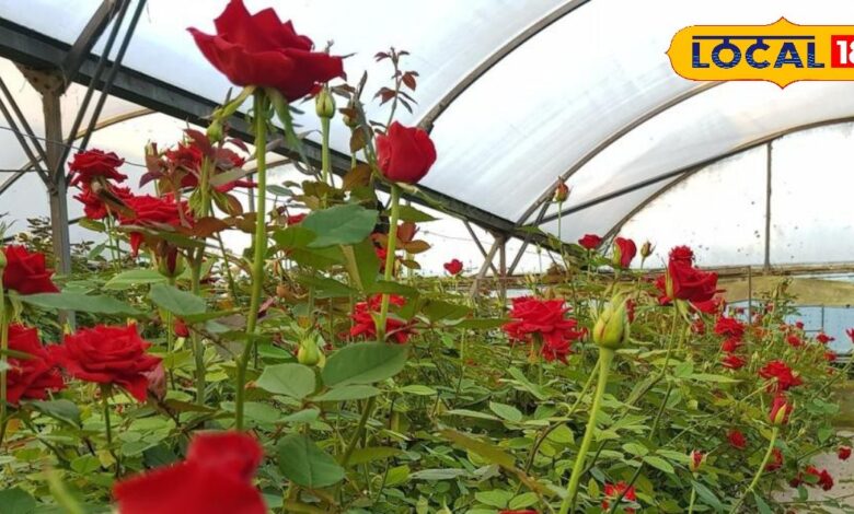Dutch Rose Farming Success Story in Rajasthan
