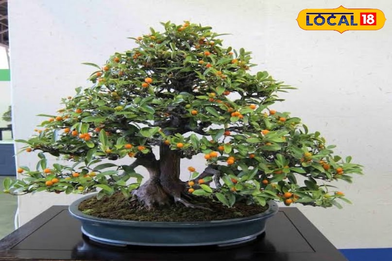 बोन्साई का नाम सुनते ही अक्सर बौने फिकस या जुनिपर के ही ख्याल आते हैं लेकिन क्या आप जानते हैं कि नींबू, मौसंबी और संतरे के पेड़ भी बोन्साई का रूप ले सकते हैं? ये खट्टे फलों वाले बोन्साई न सिर्फ आपकी बालकनी की शोभा बढ़ाएंगे, बल्कि ताजे फलों और सुगंधित फूलों का भी खजाना देंगे। सही पौधों और जरा सी देखभाल से आपकी छोटी सी बालकनी एक हरा-भरा बगीचा बन सकती है।