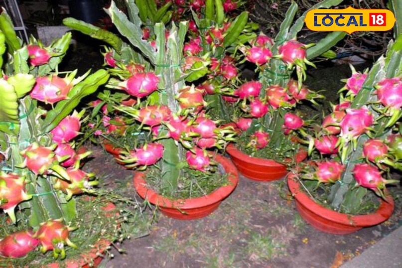 ड्रैगन फ्रूट ड्रैगन फ्रूट