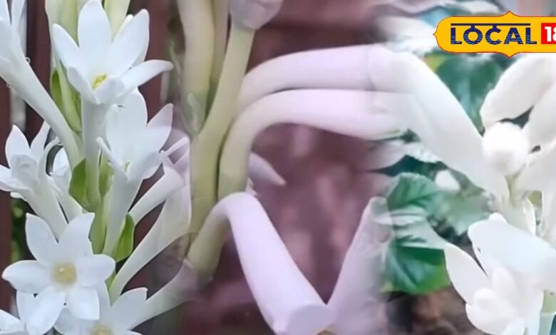 Gardening Tips: गार्डन ही नहीं, घर को भी खुश्बू से भर देगा यह फूल! जानिए तीन आसान स्टेप में रजनीगंधा लगाने का तरीका