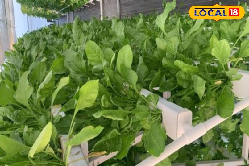 पालक  पालक