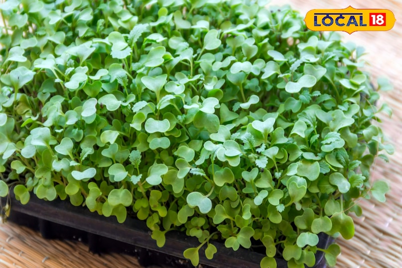 सरसों के माइक्रोग्रीन्स न केवल मसालेदार और स्वादिष्ट होते हैं, बल्कि ये विटामिन A, C, K और एंटीऑक्सीडेंट से भरपूर होते हैं। इन्हें उगाना एक सरल और पुरस्कृत अनुभव है। जिससे आप घर पर आसानी से उगा सकते हैं 