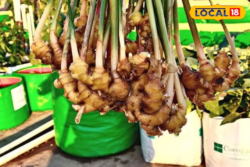 अदरक अदरक