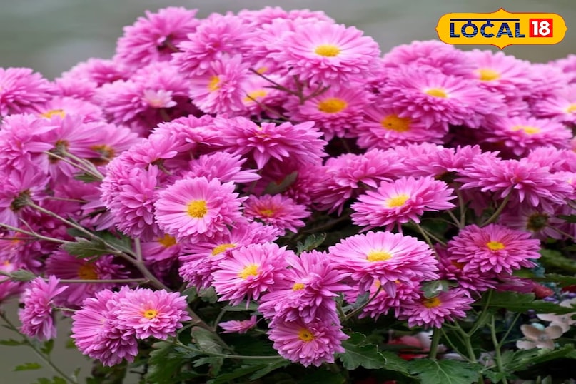 गुलदाउदी एक ऐसा फूल है जिसे हर किसी को अपने बगीचे में लगाना चाहिए क्योंकि यह बहुत ही खास और आसान पौधा है गुलदाउदी एक बेहद सुंदर, टिकाऊ और देखभाल में आसान फूल है जो आपके बगीचे में बिना ज्यादा मेहनत के रंग और खुशियां भर देगी