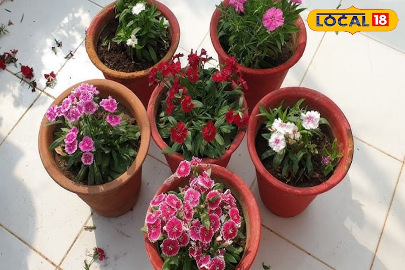 डायन्थस, साल्विया, विंका, मैरीगोल्ड, पेटुनिया, डॉग फ्लावर और गज़ानिया