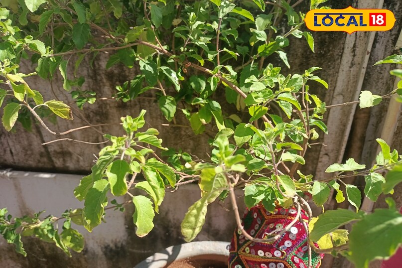 तुलसी का पौधा 
