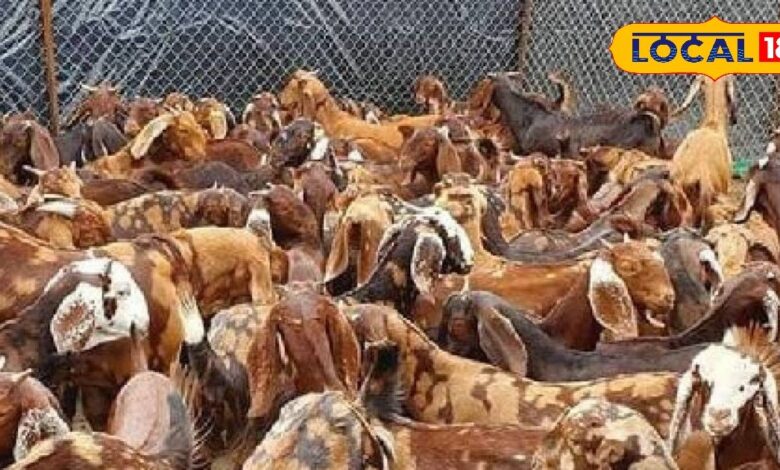 Goat Rearing : इस नस्ल की बकरीपालन करने से होगी दोगुना कमाई...किसानों के लिए बन सकती है शानदार कमाई का जरिया