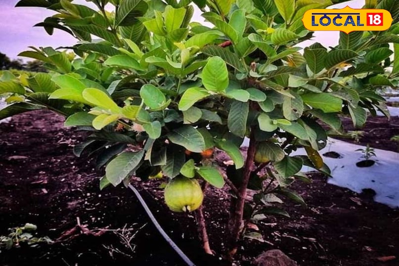 किचन गार्डन में अमरूद लगाएं: आसान तरीका, कम मेहनत और ज्यादा फल
