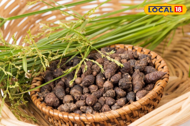 मोथा घास, जिसे अक्सर खरपतवार समझा जाता है, असल में आयुर्वेदिक औषधि है