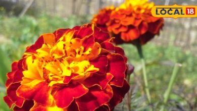 Health Tips: खुजली-दाद का दुश्मन है ये फूल...आंखों तक के लिए है फायदेमंद! एक्सपर्ट से जानें इसका राज - Jharkhand News