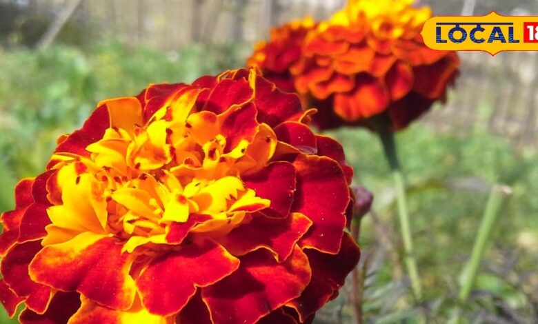 Health Tips: खुजली-दाद का दुश्मन है ये फूल...आंखों तक के लिए है फायदेमंद! एक्सपर्ट से जानें इसका राज - Jharkhand News