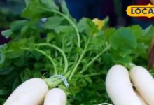 Health Tips: सर्दी में जानिए मूली खाने के फायदे, भोजन में जरूर करें शामिल, चेहरा होगा चिकना, मुंहासे और एलर्जी से मिलेगी छुटकारा