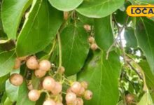 Health tips : खाज, खुजली है या पेट में मरोड़, इस पेड़ का हर हिस्सा रामबाण, तुरंत मिलेगा आराम - Uttar Pradesh News