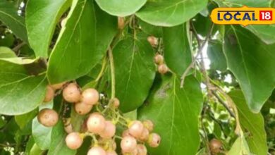 Health tips : खाज, खुजली है या पेट में मरोड़, इस पेड़ का हर हिस्सा रामबाण, तुरंत मिलेगा आराम - Uttar Pradesh News