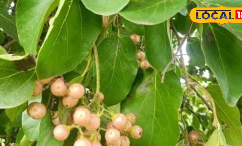 Health tips : खाज, खुजली है या पेट में मरोड़, इस पेड़ का हर हिस्सा रामबाण, तुरंत मिलेगा आराम - Uttar Pradesh News
