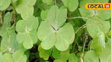 Health tips : खाते ही शरीर से फुर्र हो जाएगी ठंडक, सुनसुनिया साग ही असली हीटर, फेंक दोगे रजाई-कंबल - Uttar Pradesh News