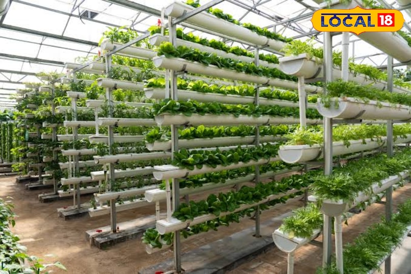 जमीन की उर्वरता कम होना, पानी की कमी, और कीटनाशकों का बढ़ता खर्च उसकी मुश्किलें बढ़ा रहा है।ऐसे में हाइड्रोपोनिक खेती यह एक ऐसी तकनीक है जहाँ बिना मिट्टी के, सिर्फ पानी और पोषक तत्वों के घोल से पौधे उगाए जाते हैं। यह इतना सरल है कि बड़े शहरों में जहां जमीन नहीं है यह खेती शुरू हो चुकी है