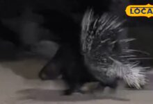 Jodhpur News : रात 11 बजे कब्रिस्तान में फैली दहशत... अंधेरे में घूमता दिखा कांटेदार जीव, सच जानकर सब रह गए हैरान!