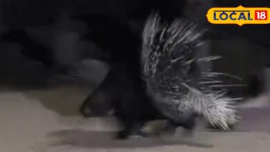 Jodhpur News : रात 11 बजे कब्रिस्तान में फैली दहशत... अंधेरे में घूमता दिखा कांटेदार जीव, सच जानकर सब रह गए हैरान!