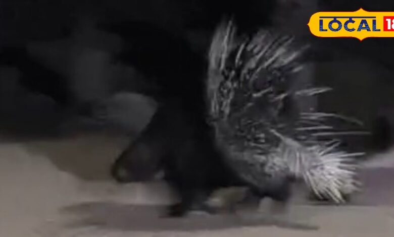 Jodhpur News : रात 11 बजे कब्रिस्तान में फैली दहशत... अंधेरे में घूमता दिखा कांटेदार जीव, सच जानकर सब रह गए हैरान!